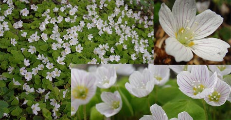 Wood Sorrel Oxalis acetosella